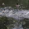 Утки в старом пруду, коий расположен в графском парке