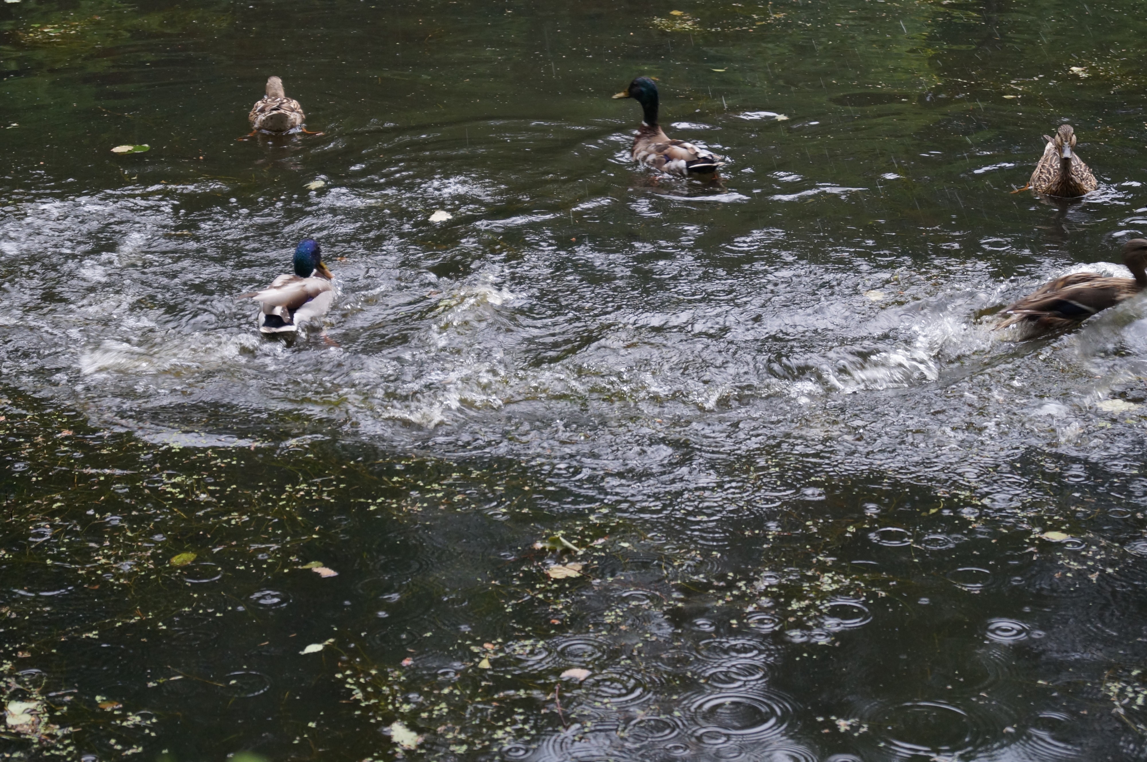 Утки в старом пруду, коий расположен в графском парке