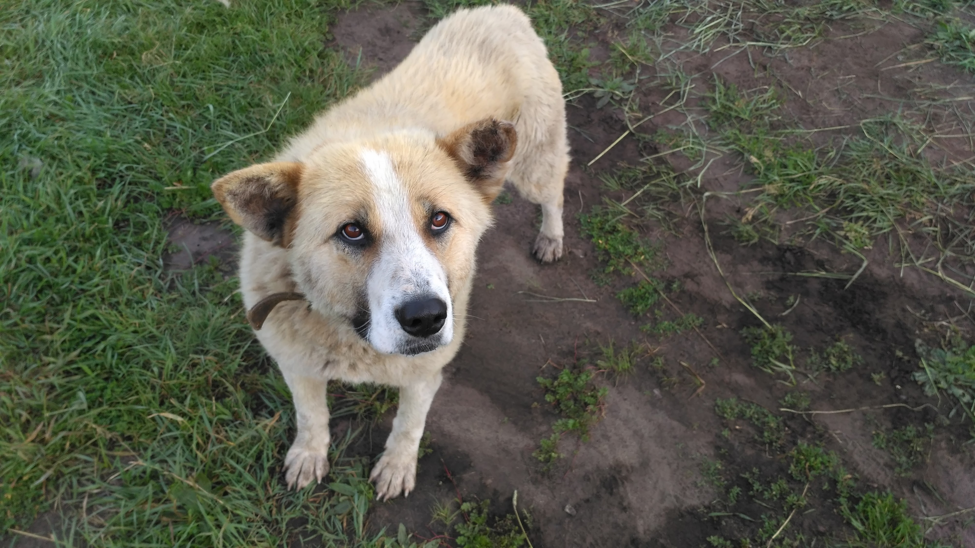 это - Белка! 