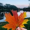 Кленовый лист сорвался с ветки, теперь им ветер поиграет Кленовый лист сорвался с ветки, теперь им ветер поиграет