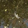 взлететь с воды ей было не суждено взлететь с воды ей было не суждено