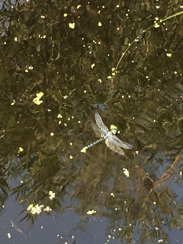 взлететь с воды ей было не суждено