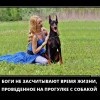 Прогулка с собакой
