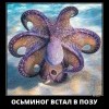 Осьминог Осьминог