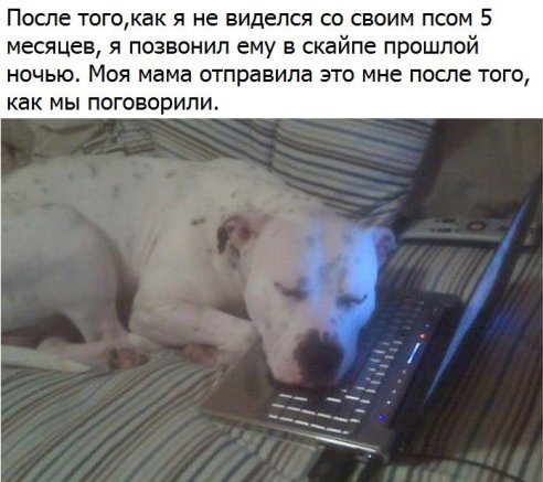 Пёс и скайп