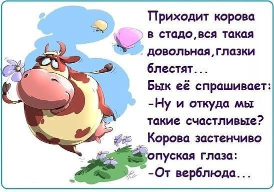 От верблюда...