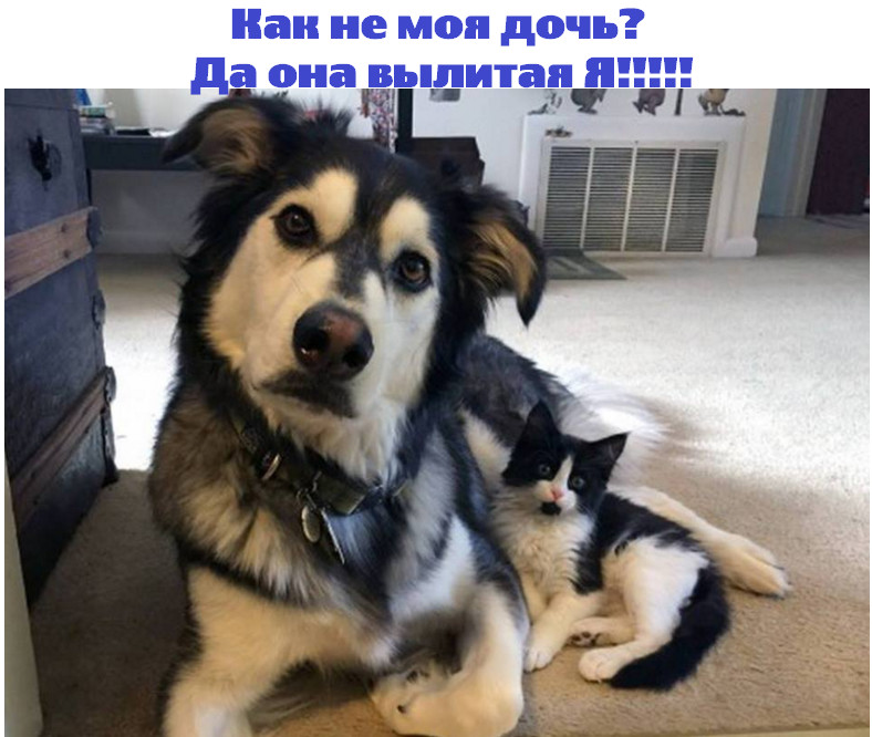 Родня