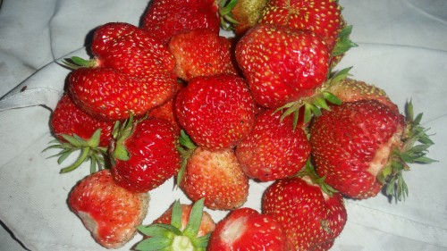 кулубника))))) кулубника)))))