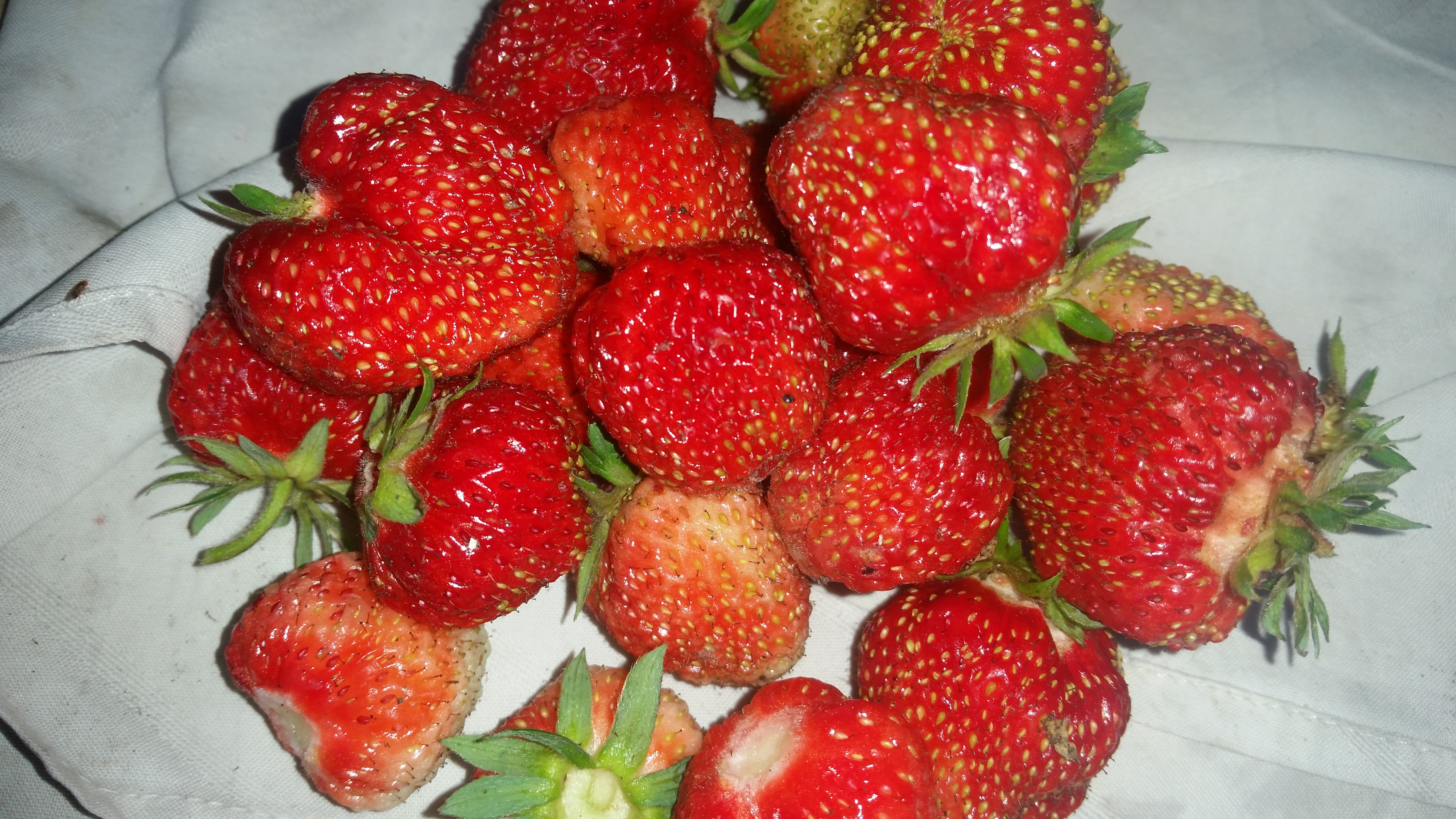 кулубника)))))