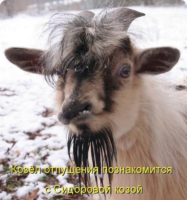 Козел
