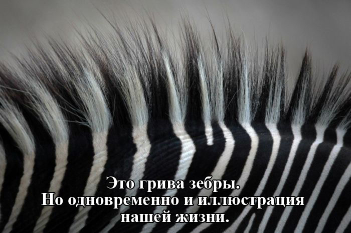 Иллюстрация жизни