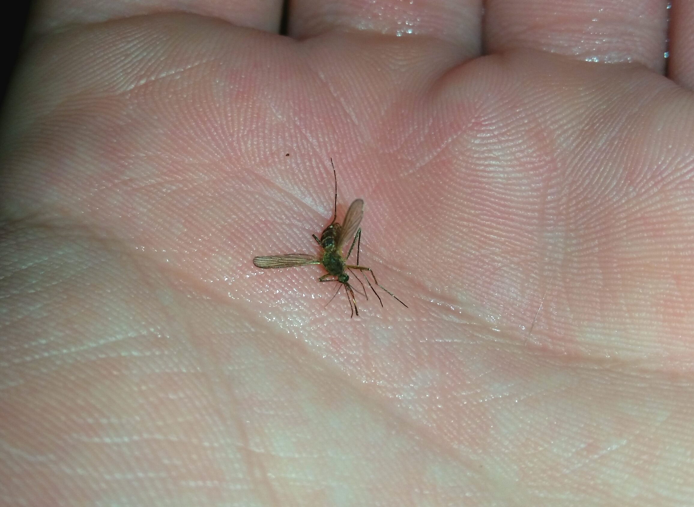 здох дварь!!!