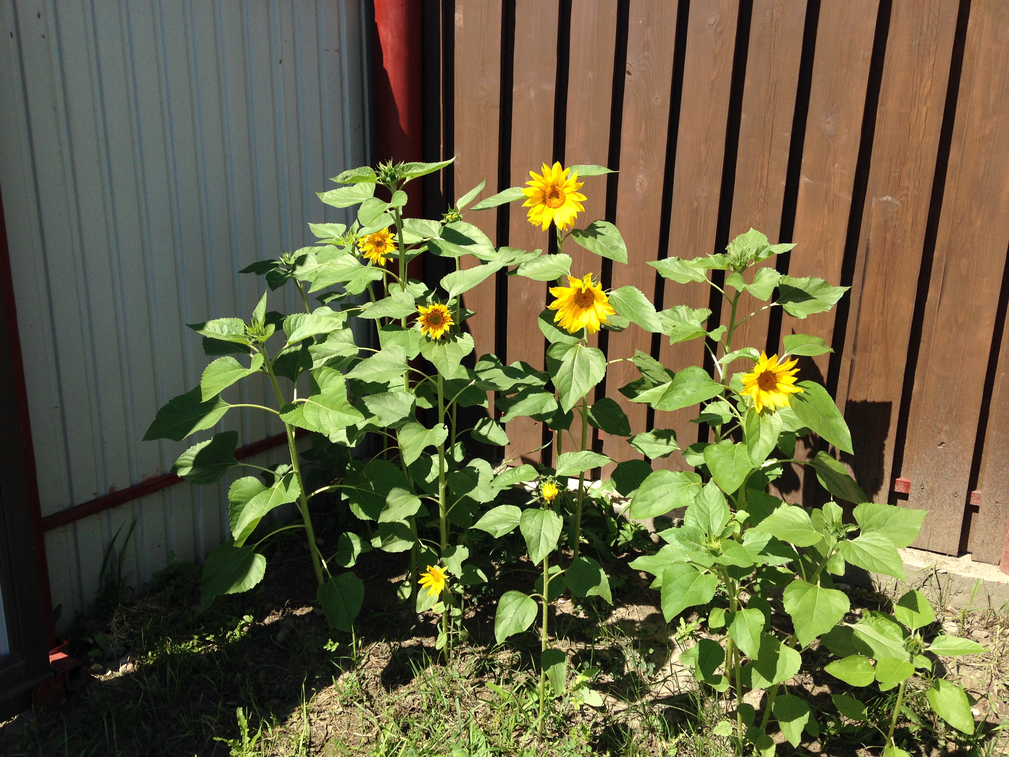 ПодСОЛНЕЧНЫЙ уголок