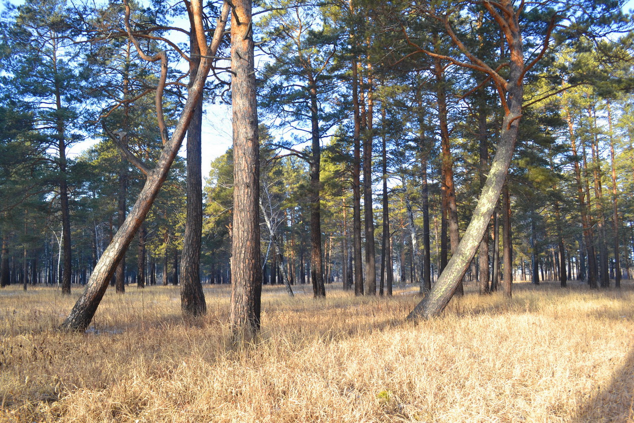 1 декабря)))))