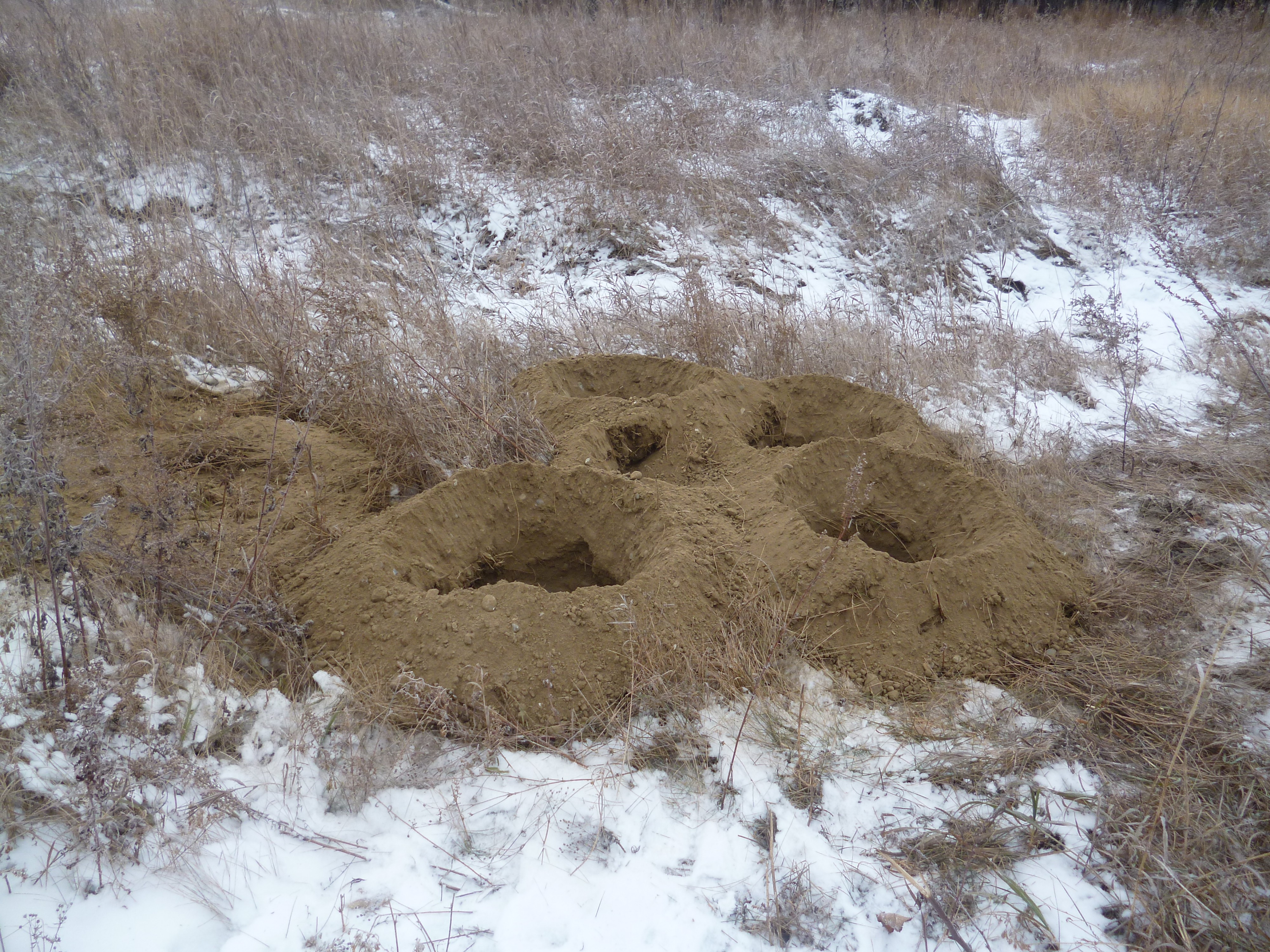 Лунки под деревья или что. Среди сорняков.