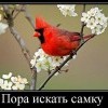 Пора искать самку