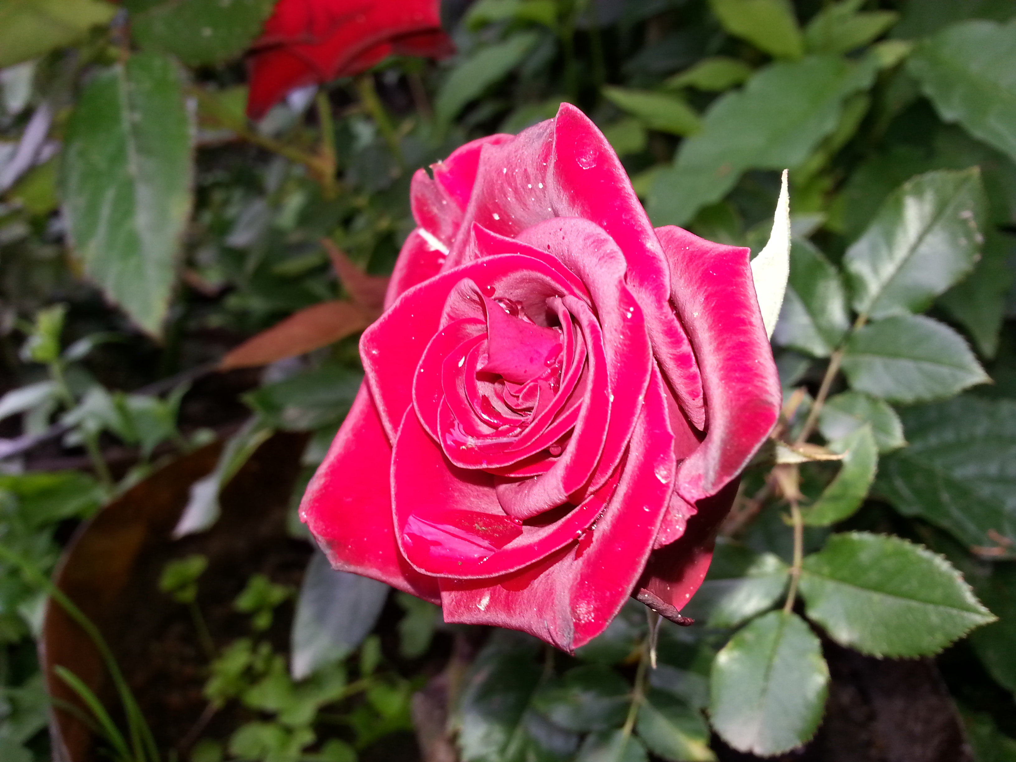 сегодняшняя роза))))