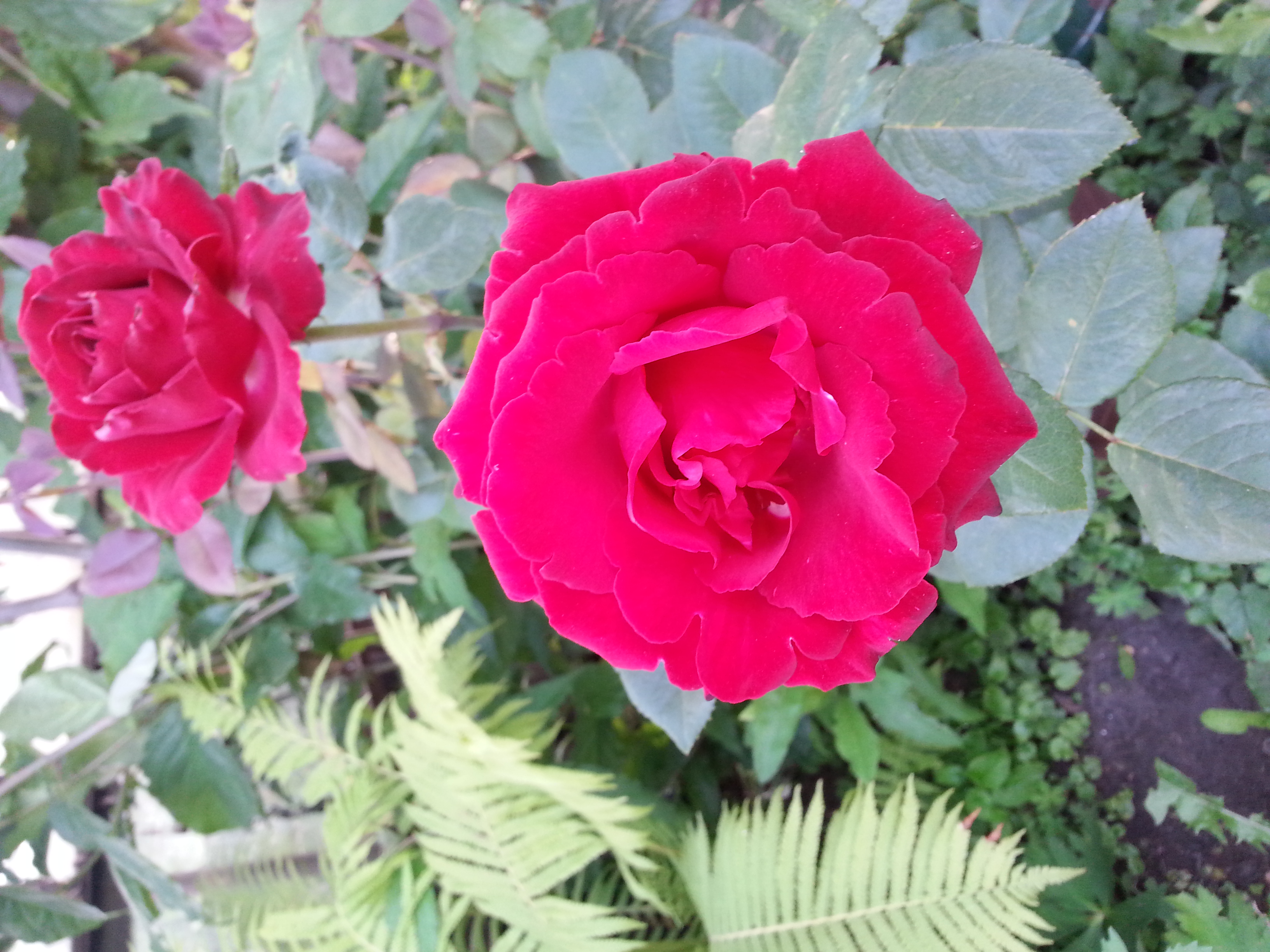 две розы)))))