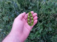 падсчот гарошын в бобе)))))))