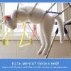 Мечта
