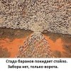 Стадо баранов