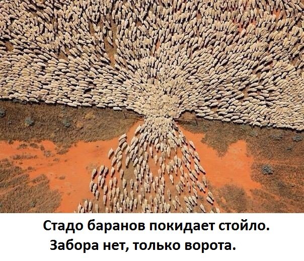 Стадо баранов