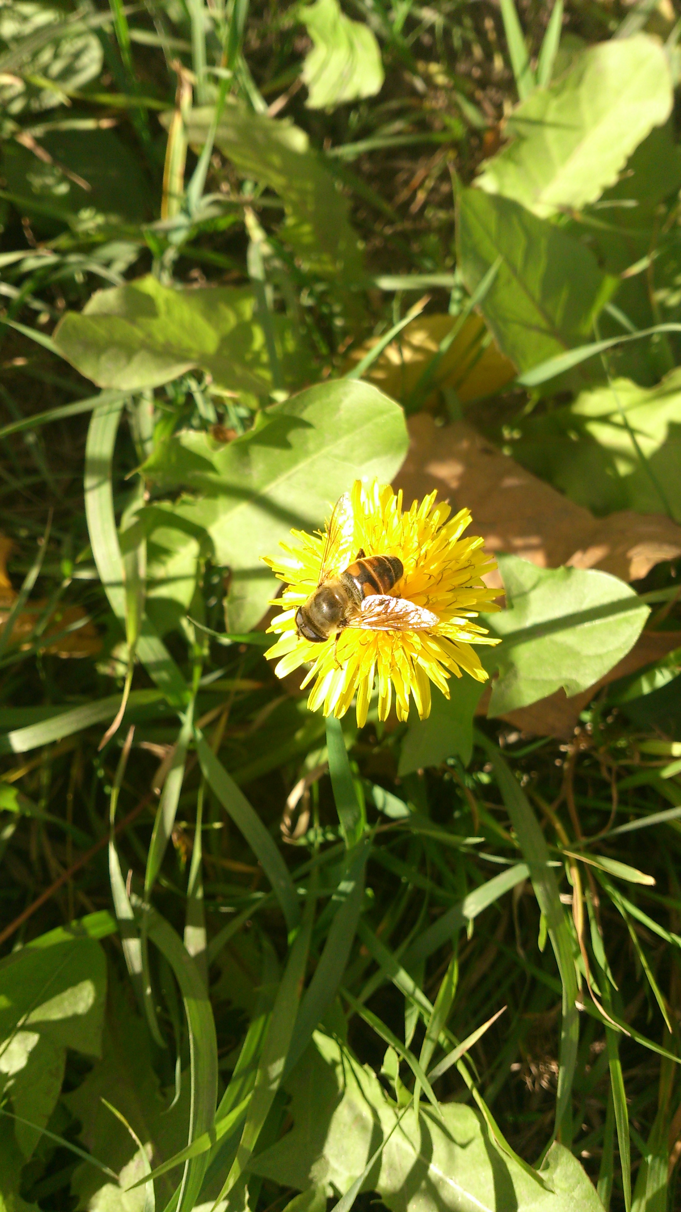 Октябрьская пчела