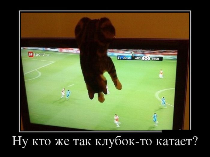 Зритель