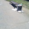 Урны переполнены. Ангара Урны переполнены. Ангара