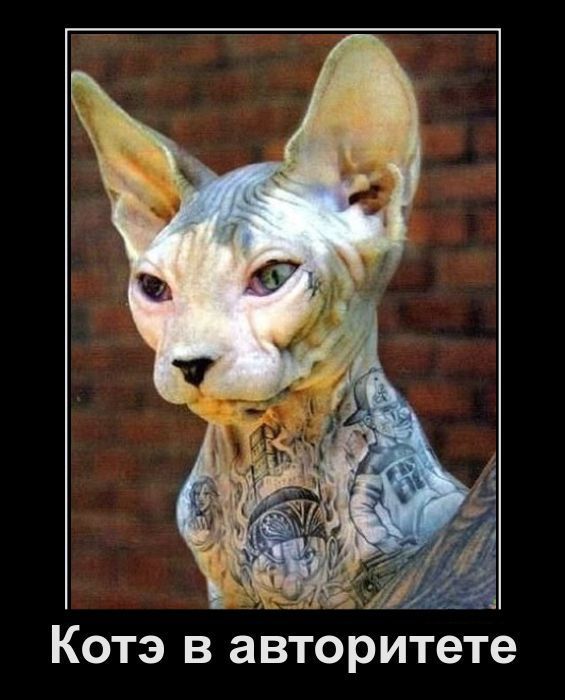 котэ внатуре