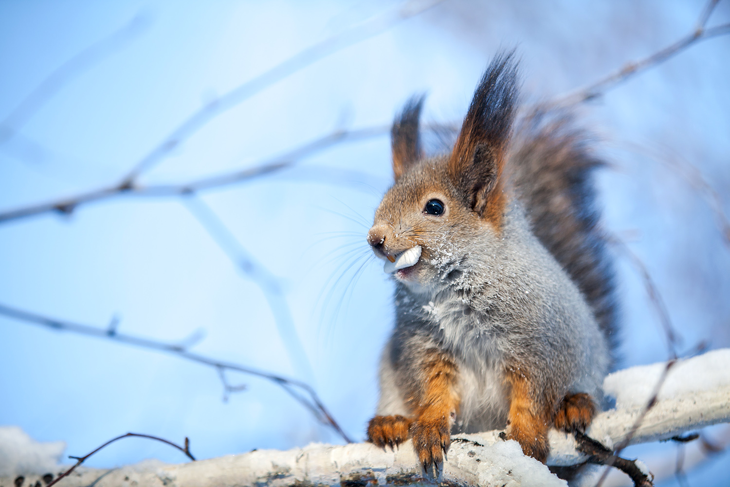 Наглая белка!!!