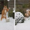 котэ котэ