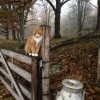 Я и так счастливый был, а теперь в два раза счастливей стану. Потому что у меня две коровы есть. Я и так счастливый был, а теперь в два раза счастливей стану. Потому что у меня две коровы есть.