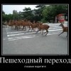 Пешеходный переход