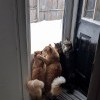 Котэ Котэ