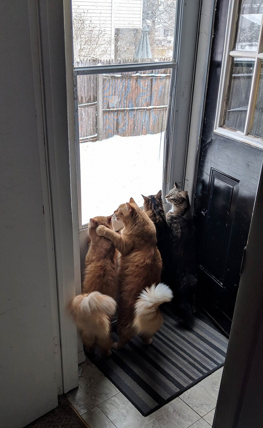 Котэ