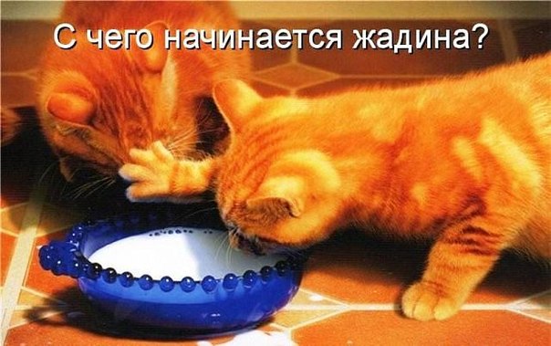 Жадина