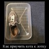 Приучение кота