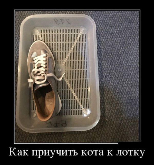 Приучение кота