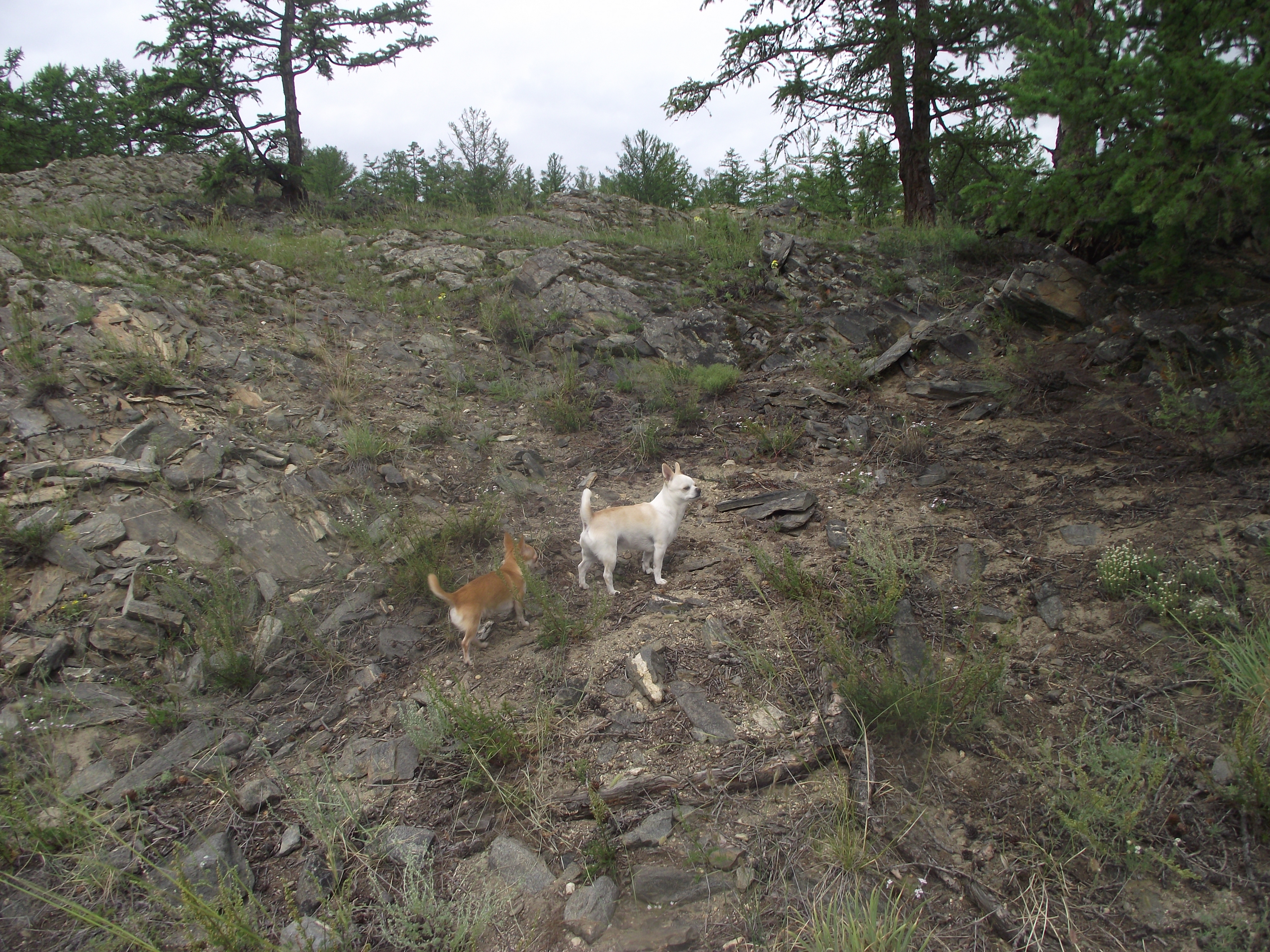 Боня и Панти