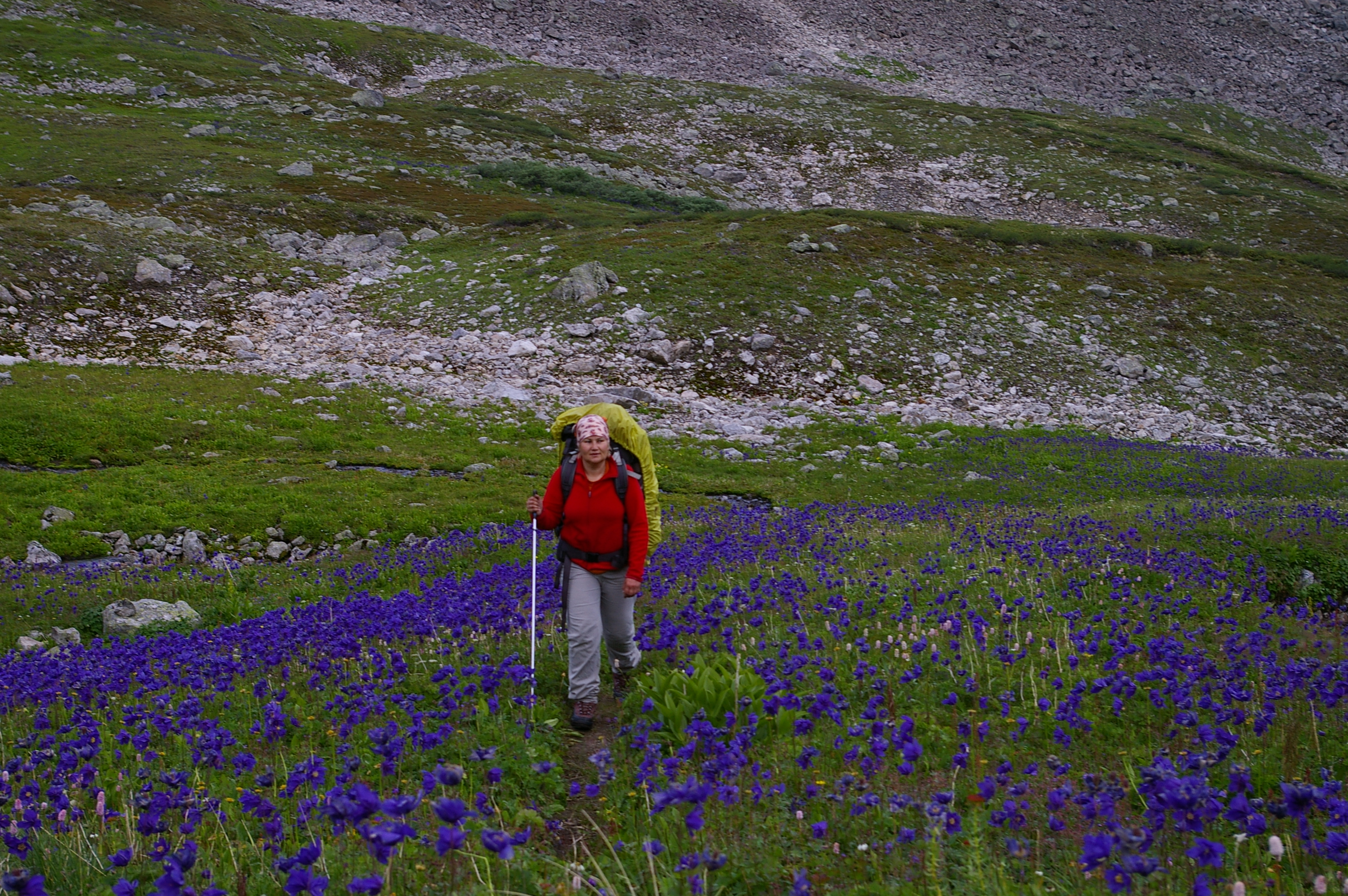 фиолетовые поля