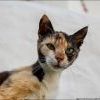 Котэ