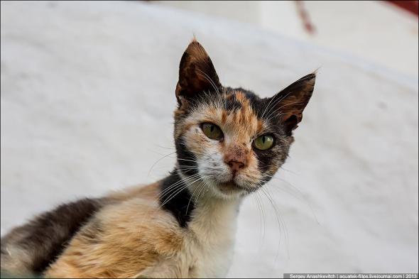 Котэ