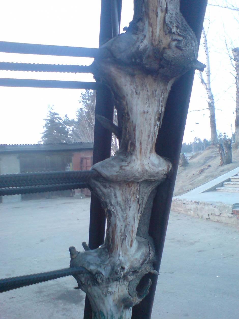 Деревья растут не только на камнях