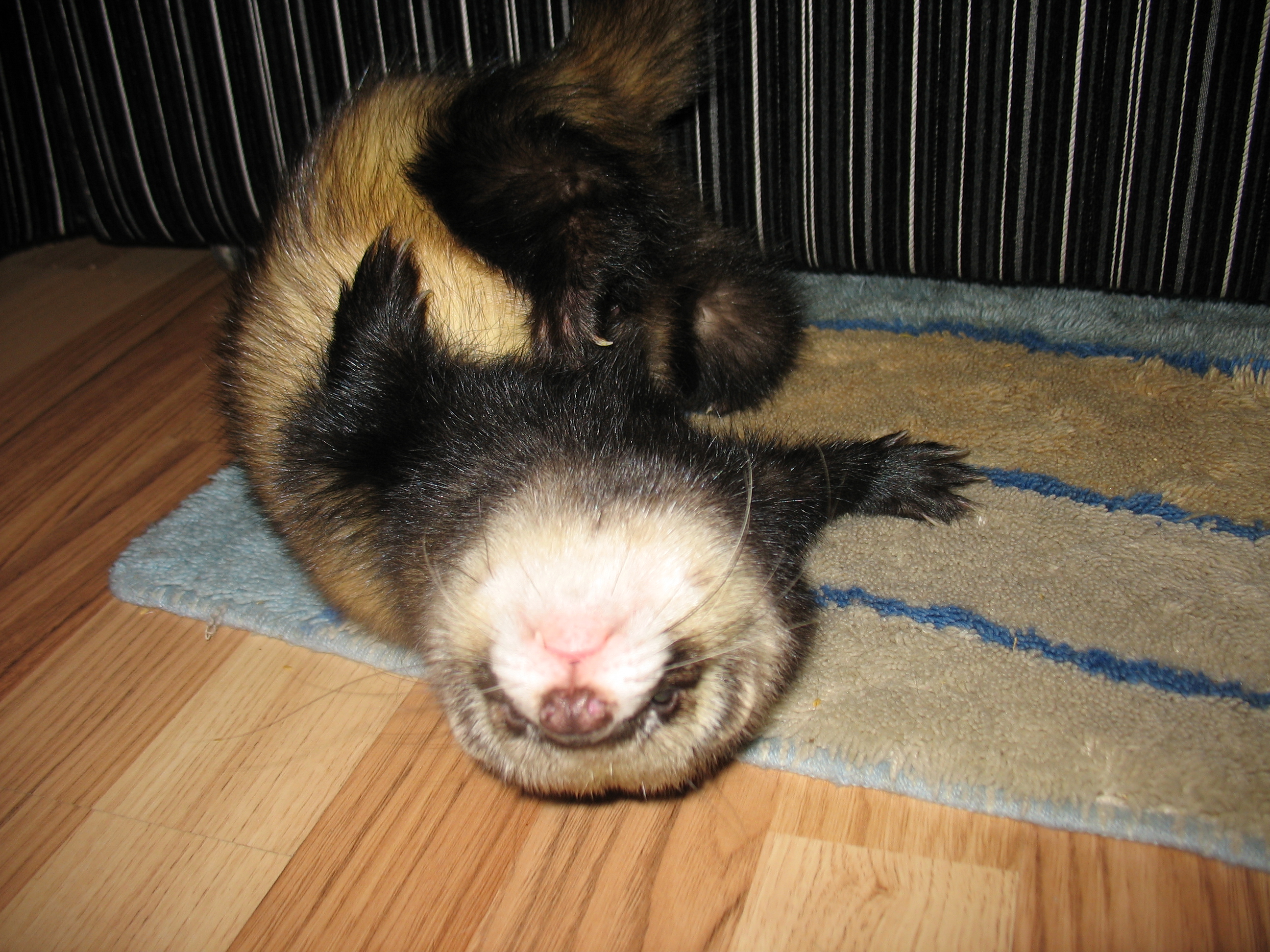 Толстенькому чесаться тяжело