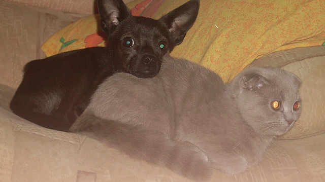 кони на отдыхе