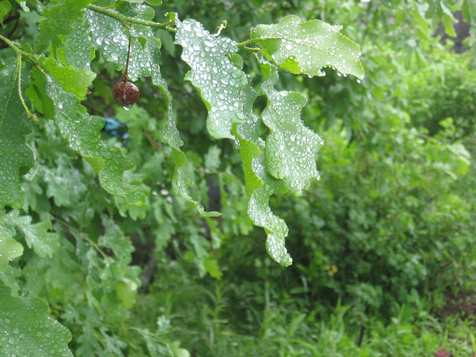 Под дождиком
