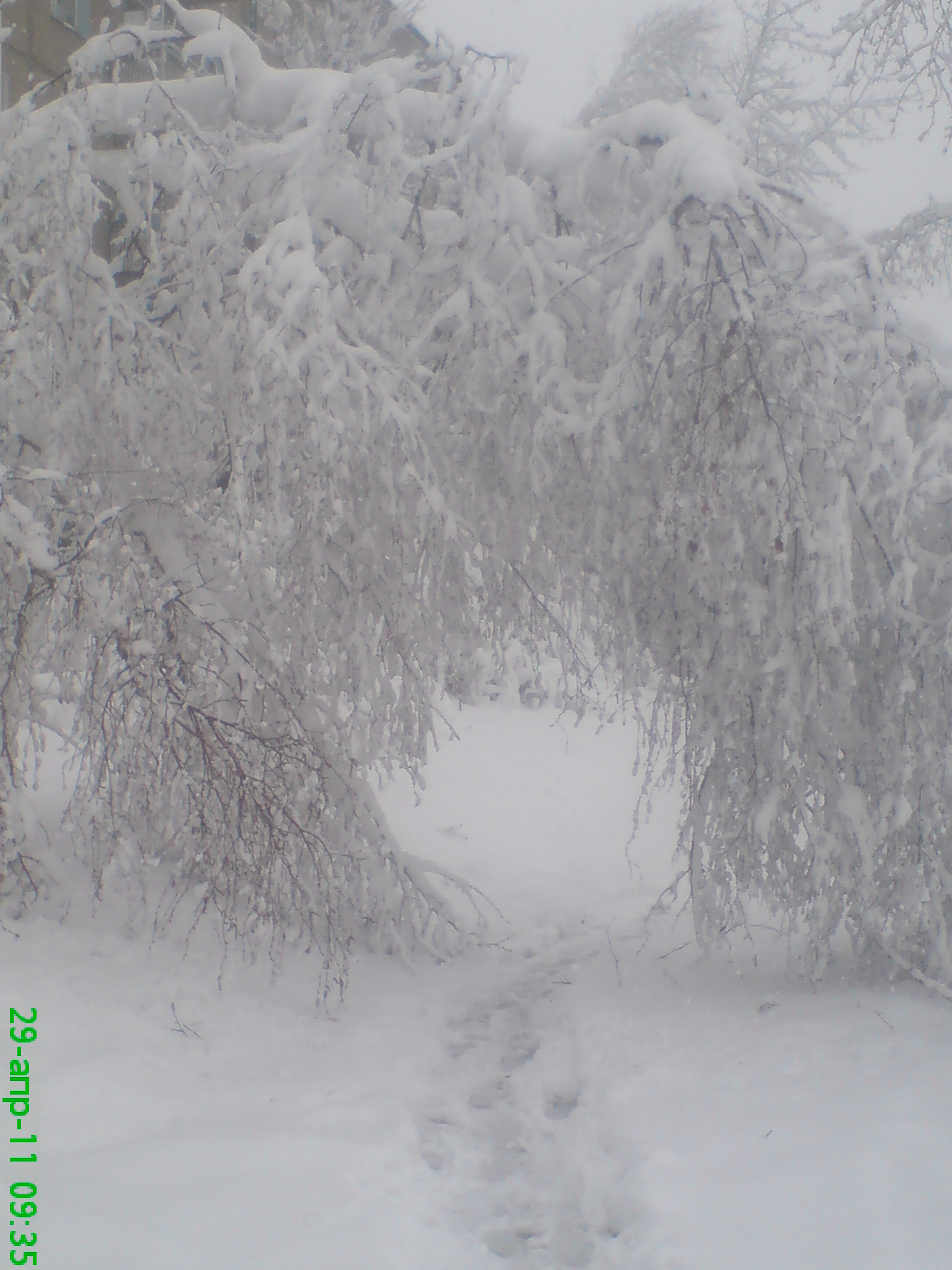 дерево упало на асфальт-получился проход=)