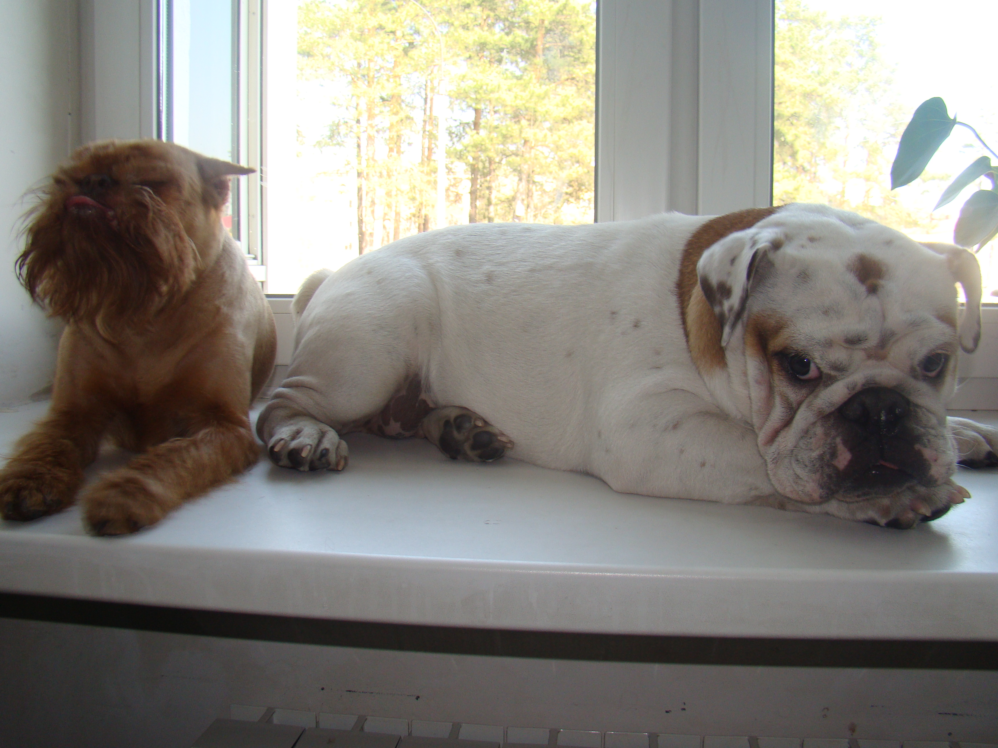 Красавица и Нафанище 