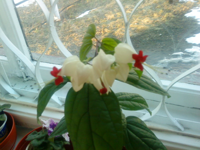 Клеродендрон